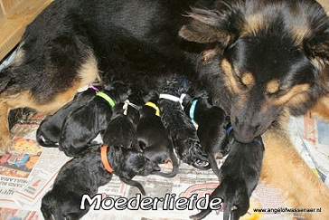 Djingha en haar 9 pups